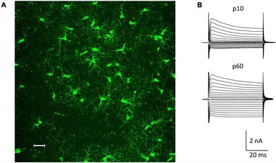 Auxiliary Subunits Control Function and Subcellular Distribution of AMPA Receptor Complexes in NG2 Glia of the Developing Hippocampus